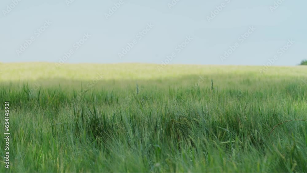 Cereal field with green cereal stalks and morning dew large field blue sky
