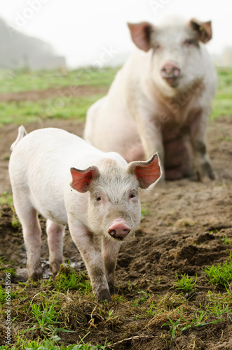 piglets and their mother in the wild on a sustainable organic farm