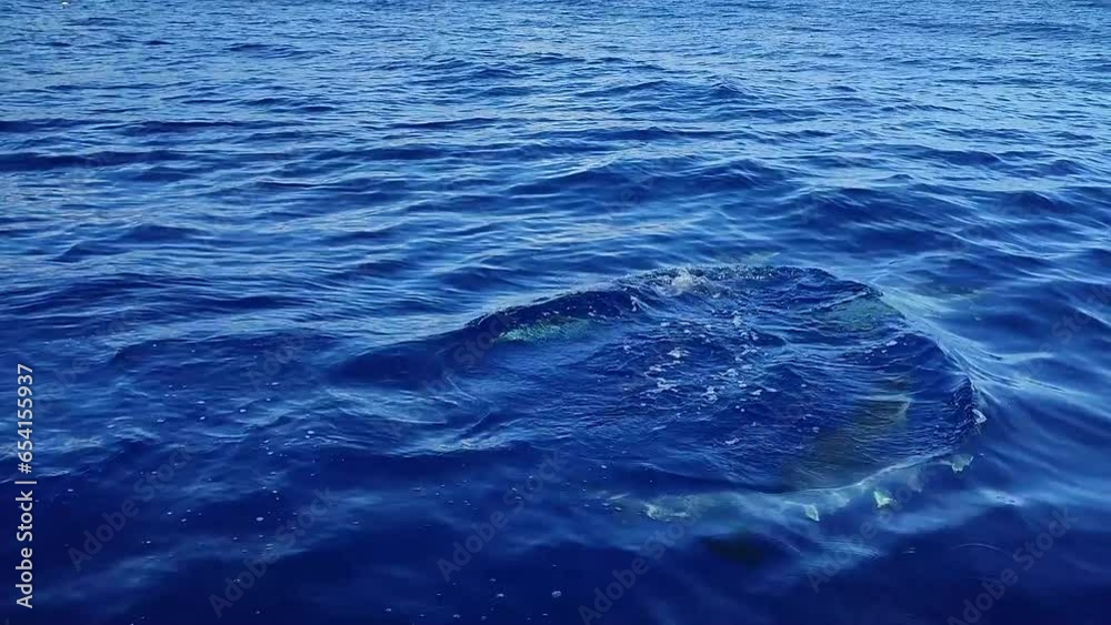 calm dolphins swimming close calm dolphins swimming close