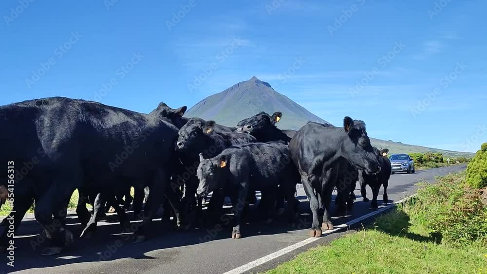 herd of cows on the street in front of mount pico