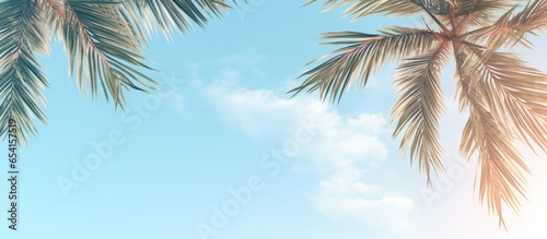 Palm plant against a isolated pastel background Copy space