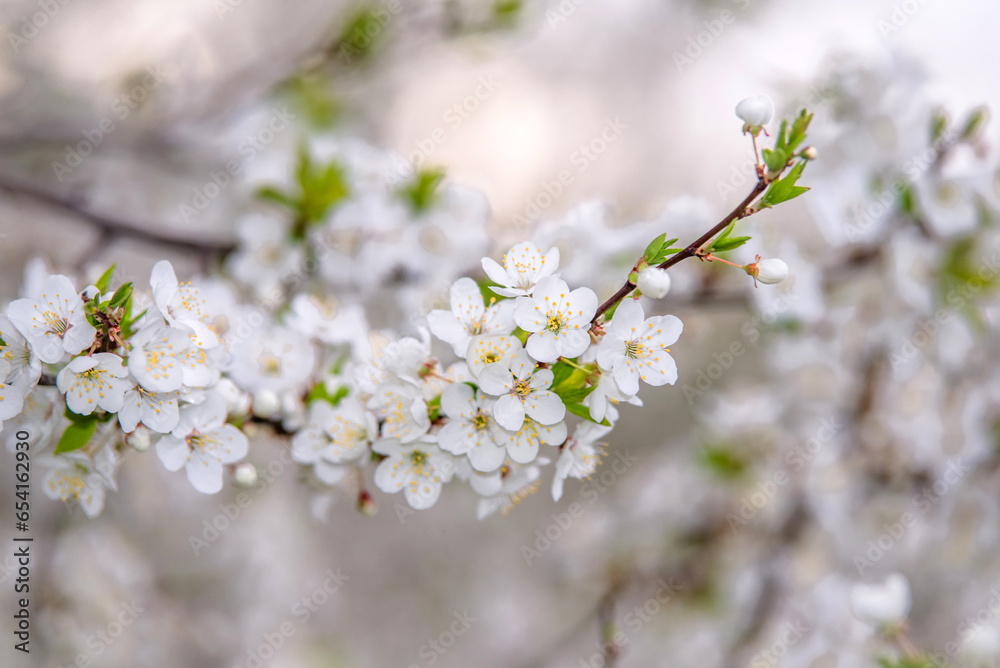Cherry blossom branch in the garden in spring
Cherry blossom branch in the garden in spring