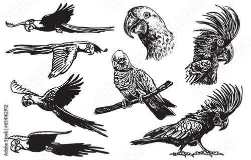 Graphical set of  parrots isolated on white,vector element of bird.Ink pen parrots,ornithology