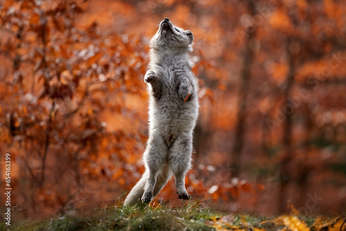 Forest wildlife. Cute jump Arctic Fox, Vulpes lagopus, at orange autumn forest leaves. Wildlife scene from nature. Animal in nature habitat. Animal in green environment, Germany, Europe.