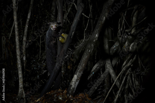 Aye-aye, Daubentonia madagascariensis, night animal in Madagascar. Rare endemic monkey lemur. Aye-aye nocturnal lemur monkey in the nature habitat, coast forest in Madagascar, widllife nature.
