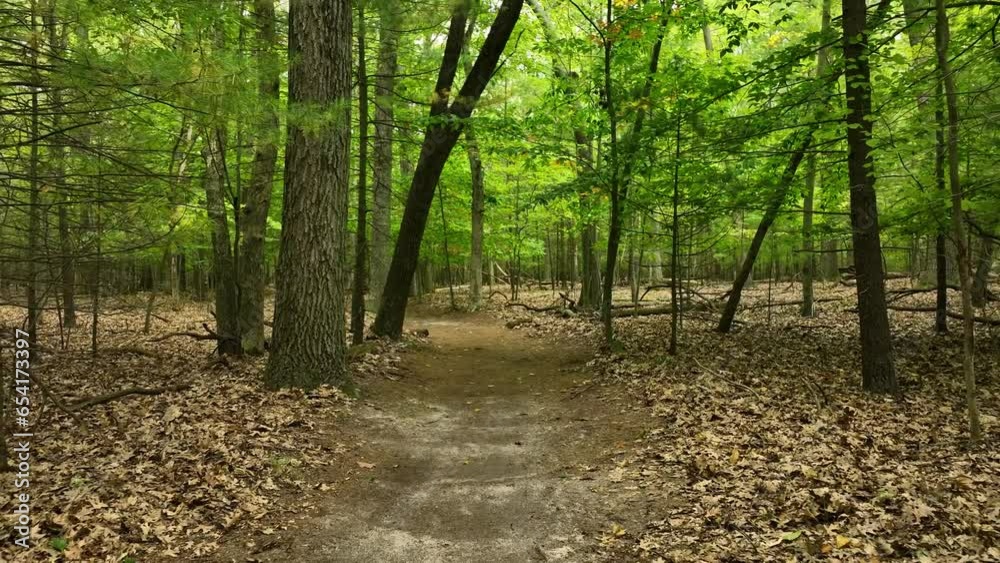 Walking in the woods and dollying backwards. Walking in the woods and dollying backwards.
