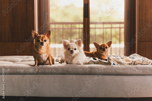 Gorup of Chihuahua dogs lying on a couch in at home. © bignai