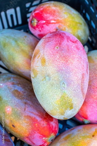 Spanish Mango: A Taste of Paradise.