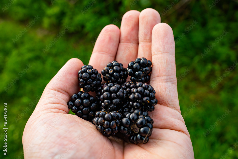 Freshly Handpicked Blackberries from the nature Freshly Handpicked Blackberries from the nature