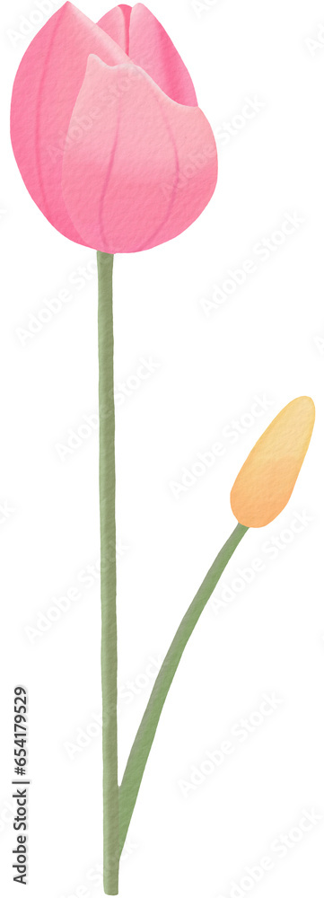 Tulip Watercolor PNG paper texture Tulip Watercolor PNG paper texture