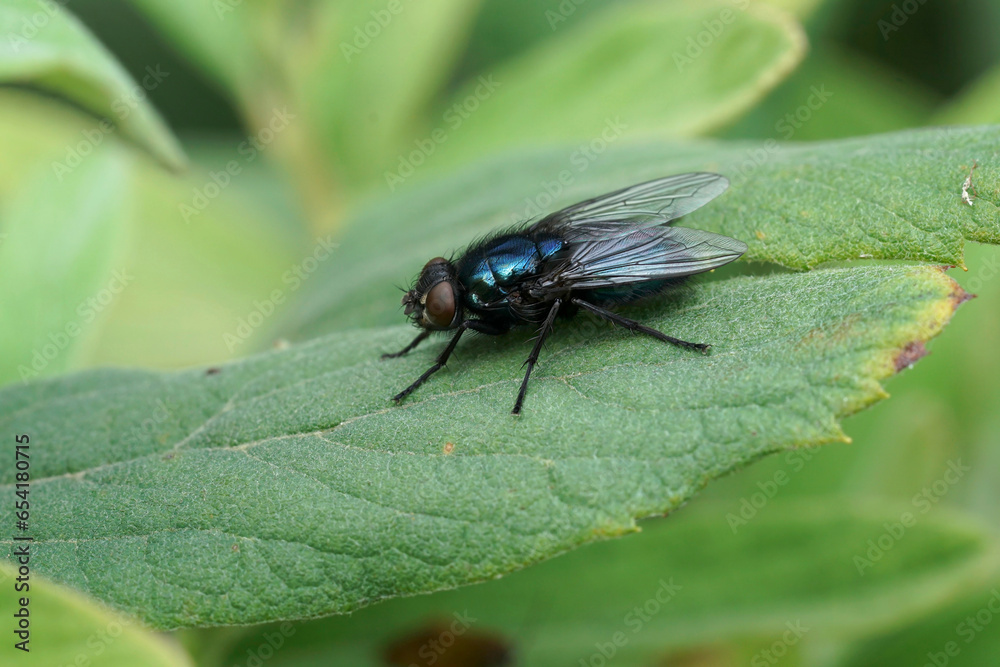 Closeup on a rarely photographed dark colored Blackbottle or Northern Blowfly, Protophormia terraenovae on a green leaf Closeup on a rarely photographed dark colored Blackbottle or Northern Blowfly, Protophormia terraenovae on a green leaf