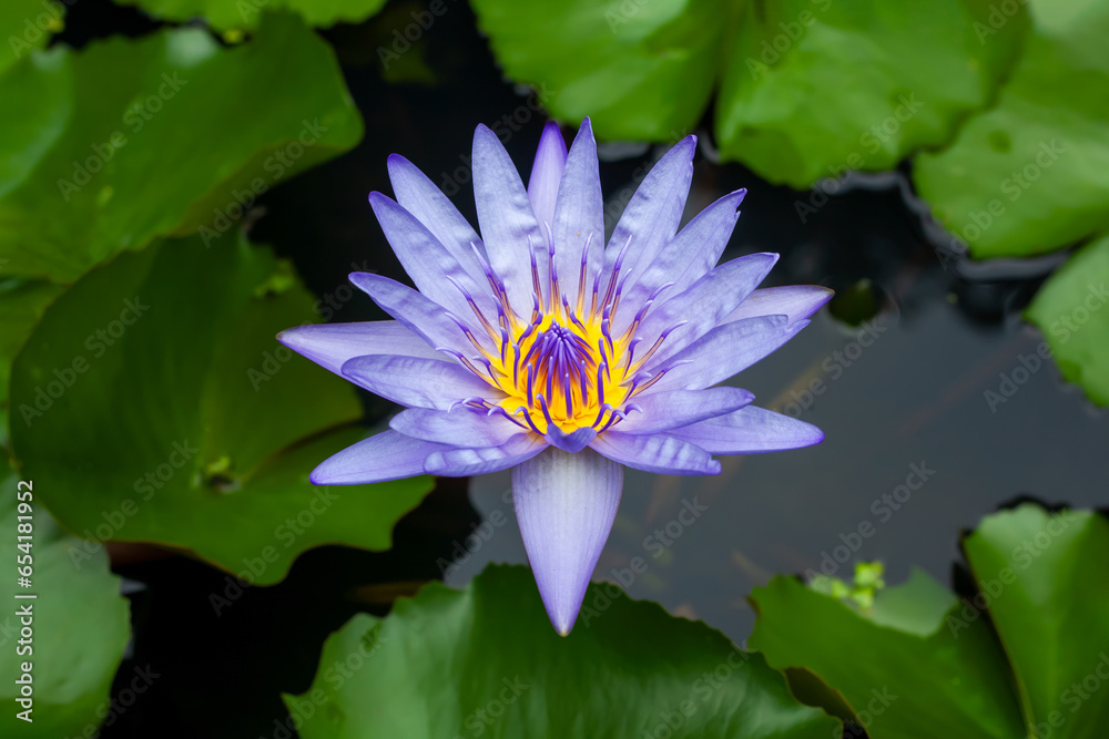 Violet thai water lily or lotus flower. Violet thai water lily or lotus flower.