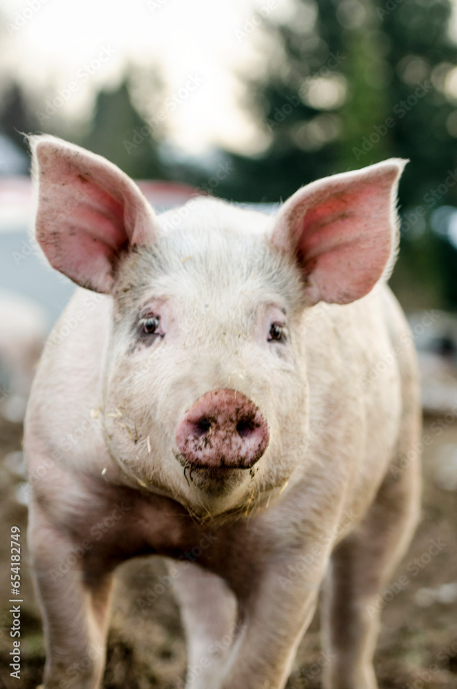 Danish pig farm in the countryside and with snow in Scandinavia. Organic pig farm outside in the snow. Danish pig farm in the countryside and with snow in Scandinavia. Organic pig farm outside in the snow.