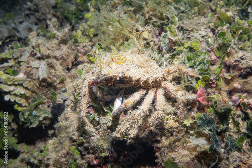 Lesser Spider Crab  Maja Crispata   Adriatic Sea  Mediterranean Sea  Croatia