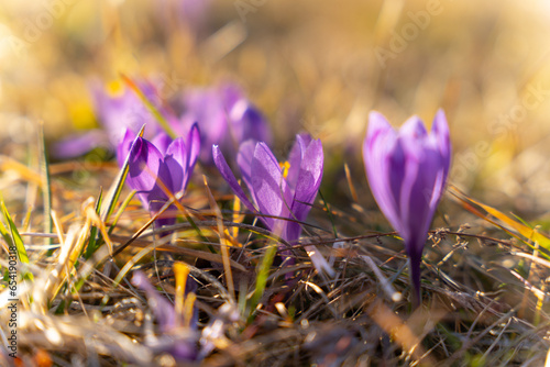 purple crocus flowers