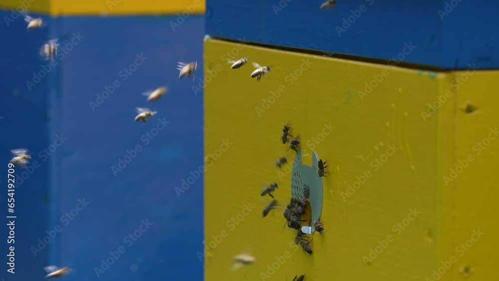 Honey bees fly next to the bee hive in the apiary to collect honey, close up. Beekeeping in countryside, slow motion Honey bees fly next to the bee hive in the apiary to collect honey, close up. Beekeeping in countryside, slow motion