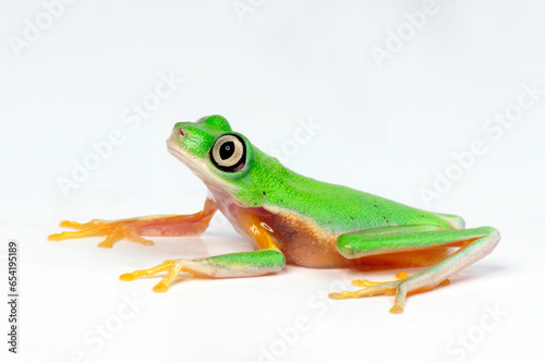 Lemur leaf frog // Lemur-Laubfrosch (Agalychnis lemur) - Costa Rica