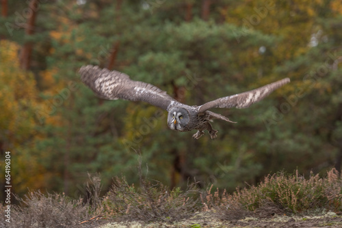 Flying Eurasian Tawny Owl, Strix aluco, with nice green blurred forest in the background. Action wildlife scene from the European nature.