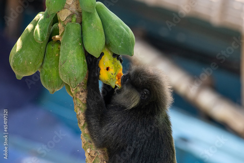 Purple-faced langur eating