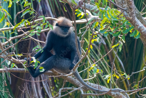 Purple-faced langur