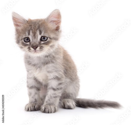 Kitten on white background.