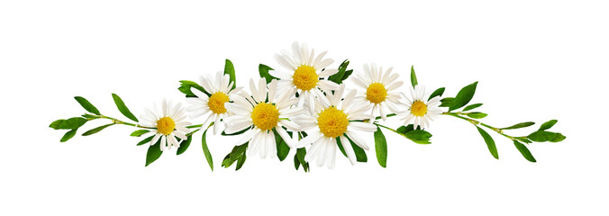 Daisy flowers and green grass in a floral line arrangement isolated on white or transparent background