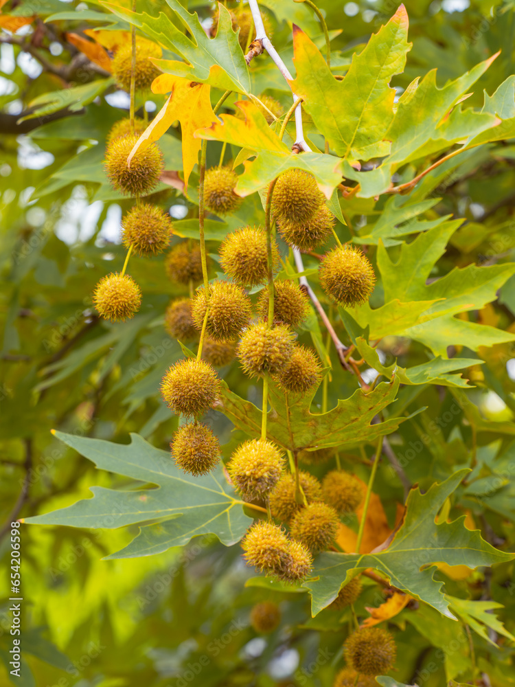 An kleinen Zweigen der Ahornblättrigen Platane (Platanus × hispanica) hängen mehrere runde Früchte. An kleinen Zweigen der Ahornblättrigen Platane (Platanus × hispanica) hängen mehrere runde Früchte.