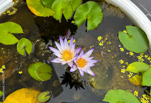 purple lotus flower in white bowl