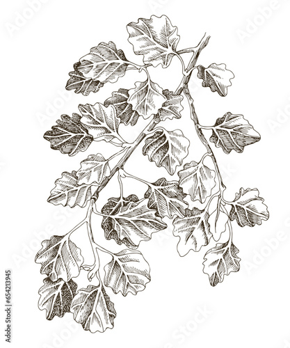 White poplar tree hand drawn branch