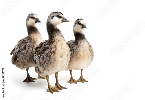 Group of 3 cute little wild duck duckling, standing togerther and looking towards camera. Isolated on a white background © Nadezda Ledyaeva