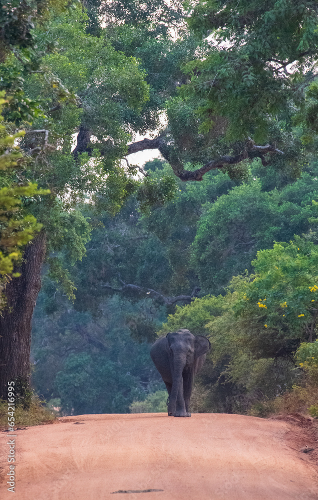 Naklejka premium elephant in the forest