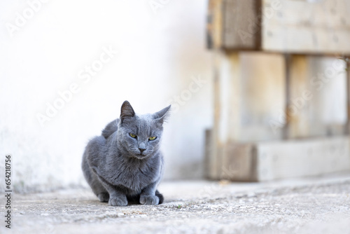 Fototapeta Naklejka Na Ścianę i Meble -  Handsome blue shorthaired stray cat, sitting outside in garden. Looking towards camera. Soft tone pastel background with cat in selective focus.