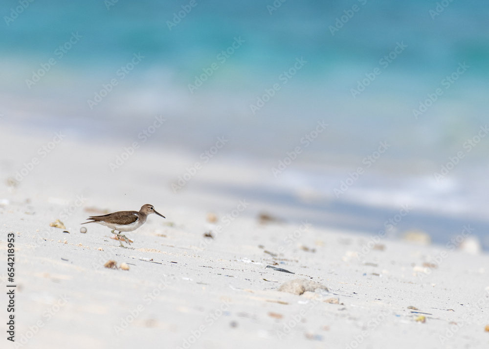 bird on the beach bird on the beach