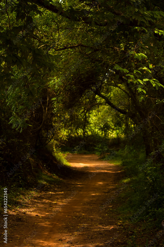A muddy road through a green forest in the evening light falling with trees in the background. Scenery landscape