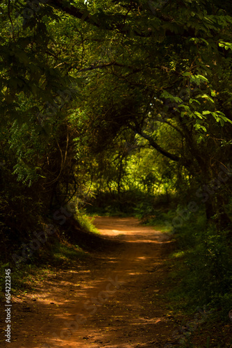 A muddy road through a green forest in the evening light falling with trees in the background. Scenery landscape