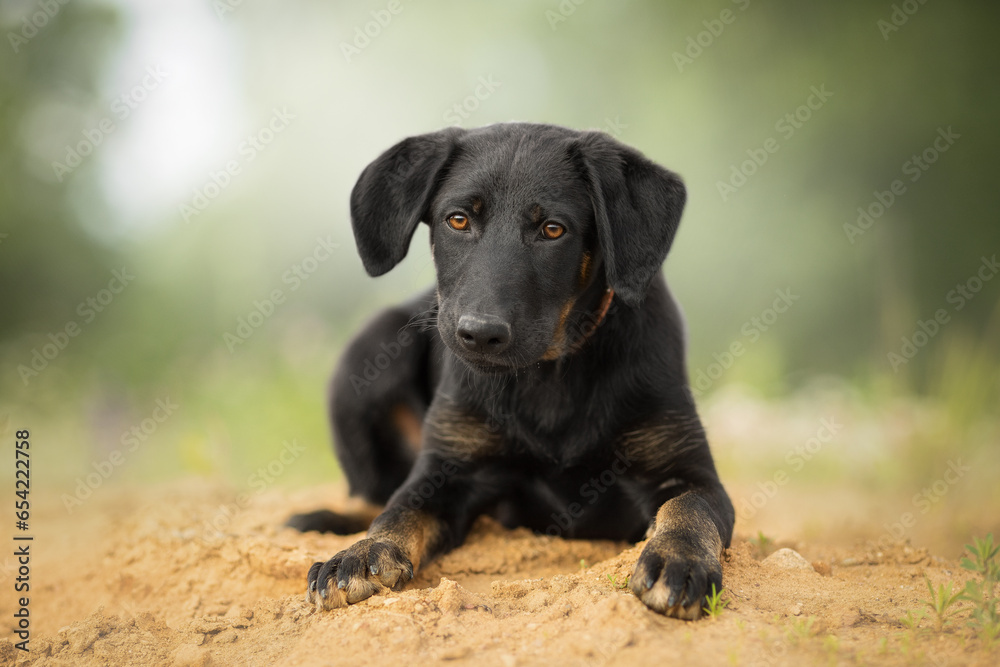 small black dog portrait in nature on sand