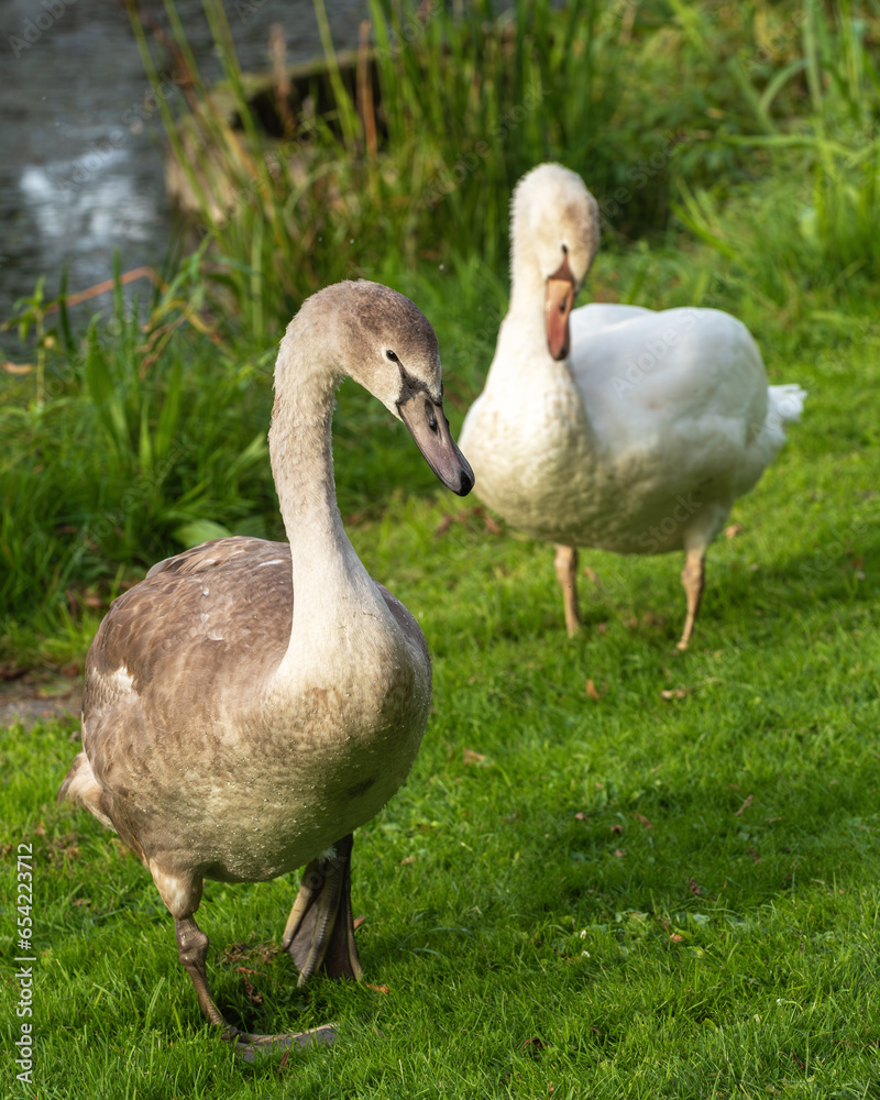 Two young mute swans (Cygnus olor) on the mowed lawn of the park Two young mute swans (Cygnus olor) on the mowed lawn of the park