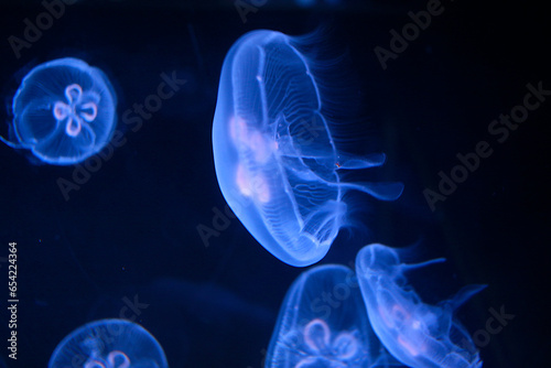 Méduses dans un aquarium © megara68
