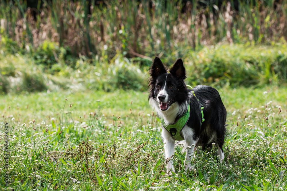 happy border collie dog on the walk in park