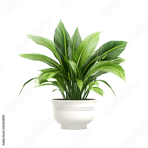 house potted plant isolated on transparent background