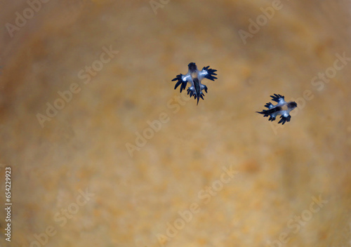 Blue Dragon or Blue Ocean Slug on Karon beach in Phuket islands.