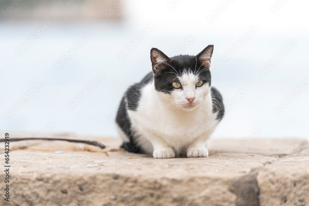 beautiful black and white stray cat in light city environment beautiful black and white stray cat in light city environment