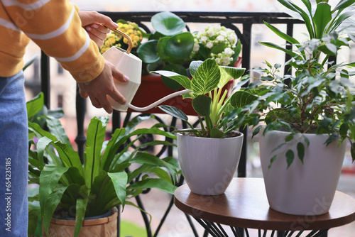 Obraz na płótnie Woman watering beautiful potted houseplants on balcony, closeup