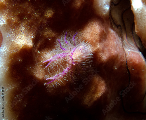 A Pink hairy squat lobster also known as Fairy crab Boracay Island Philippines photo