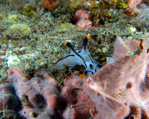 A Thecacera picta nudibranch crawling on soft corals Dauin Philippines photo