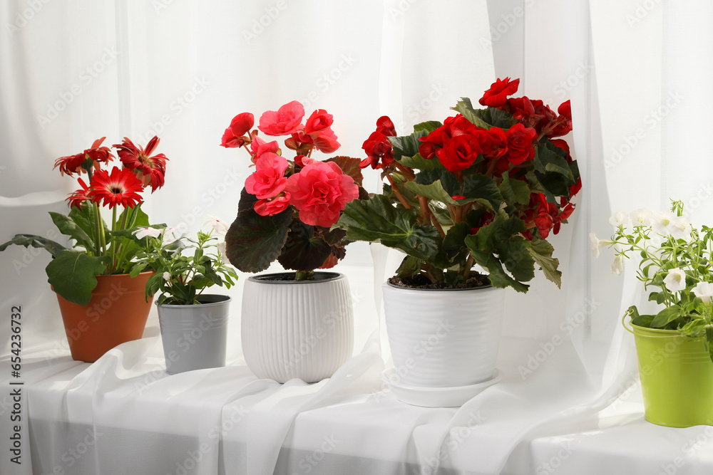 Fototapeta premium Different beautiful flowers in pots on windowsill