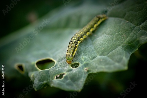 Fototapeta caterpillar on leaf