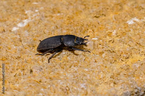 Black Dorcus parallelipipedus macro photography. photo