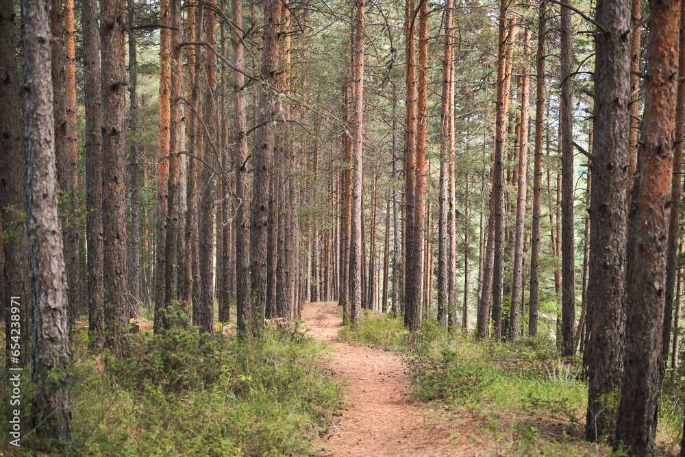 Obraz premium Pine forest in the morning sun, forest baths, health restoration, idea for background