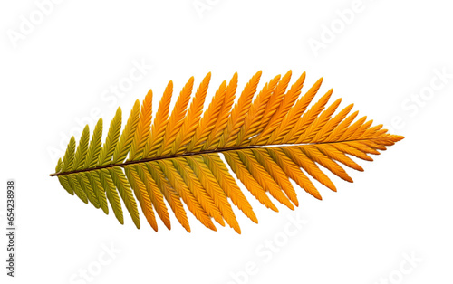 Transparent Background with Single Spruce Picea Leaf in Autumn photo